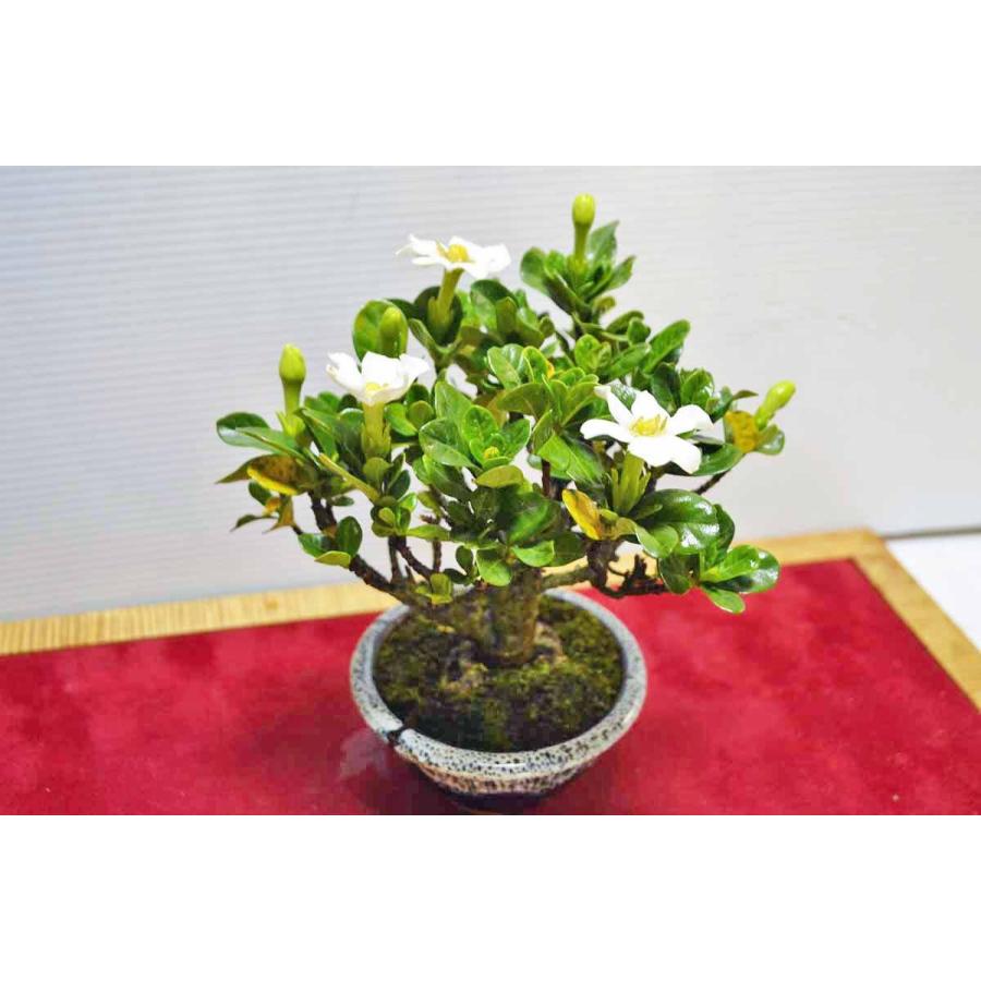 お薦め 極上小品素材 クチナシ 盆栽 花 花芽 蕾 6月 極太 小品 小葉 くちなし 梔子 クチナシ 花物 現品 0601 0040 手のひら盆栽 もみじの森 通販 Yahoo ショッピング