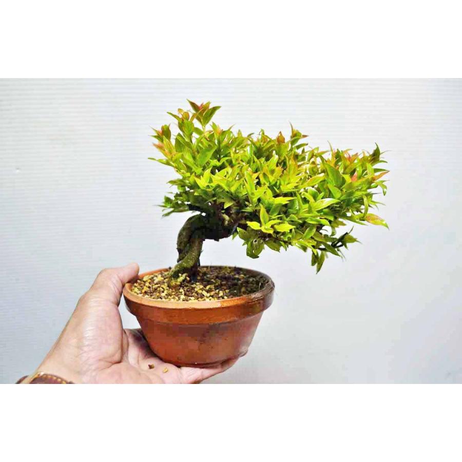 お勧め 極上 小品 サワワタリ盆栽 半懸崖 極太 花物 さわわたり 小品盆栽 現品 0601 0280 手のひら盆栽 もみじの森 通販 Yahoo ショッピング