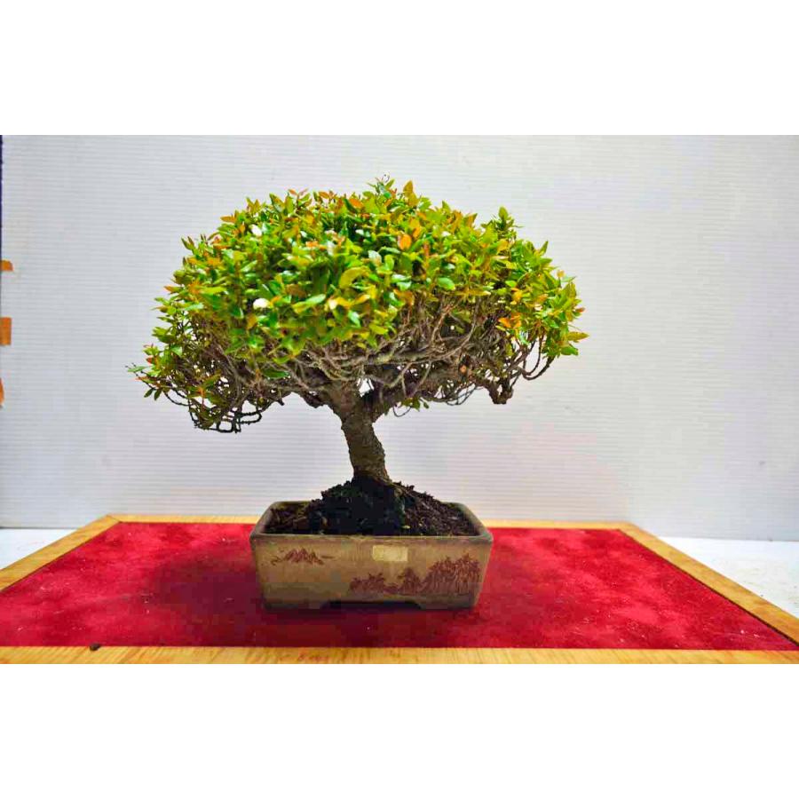 年最新海外 店長お宝 絶品 お薦め 極上 チリメンカズラ 盆栽 極太 曲幹 模様木 小葉 縮緬蔓 ちりめん 小品盆栽 雑木盆栽 現品 0616 手のひら盆栽 もみじの森 通販 Yahoo ショッピング ポイント10倍 Mobile Scotturb Com