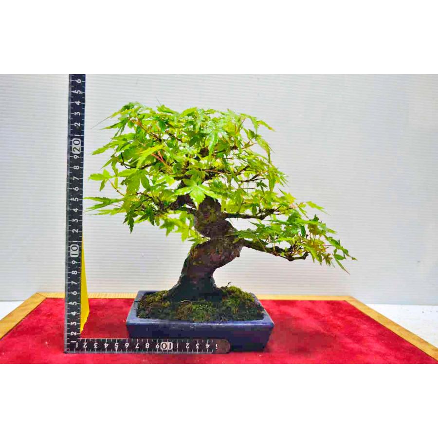 全商品オープニング価格 特別価格 モミジ盆栽 樹齢40年 植物 観葉植物 Sutevalle Org