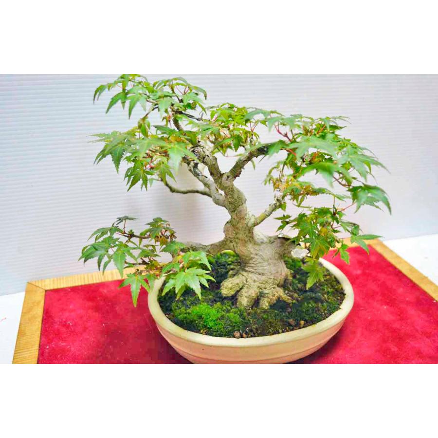 全商品オープニング価格 特別価格 モミジ盆栽 樹齢40年 植物 観葉植物 Sutevalle Org