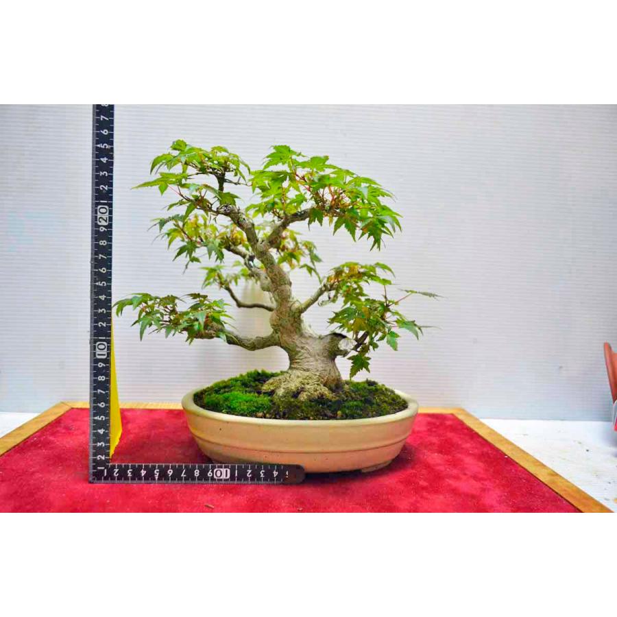 小品 山もみじ 三幹、腰の低い模様樹 優良素材。座が大きく幹筋良い