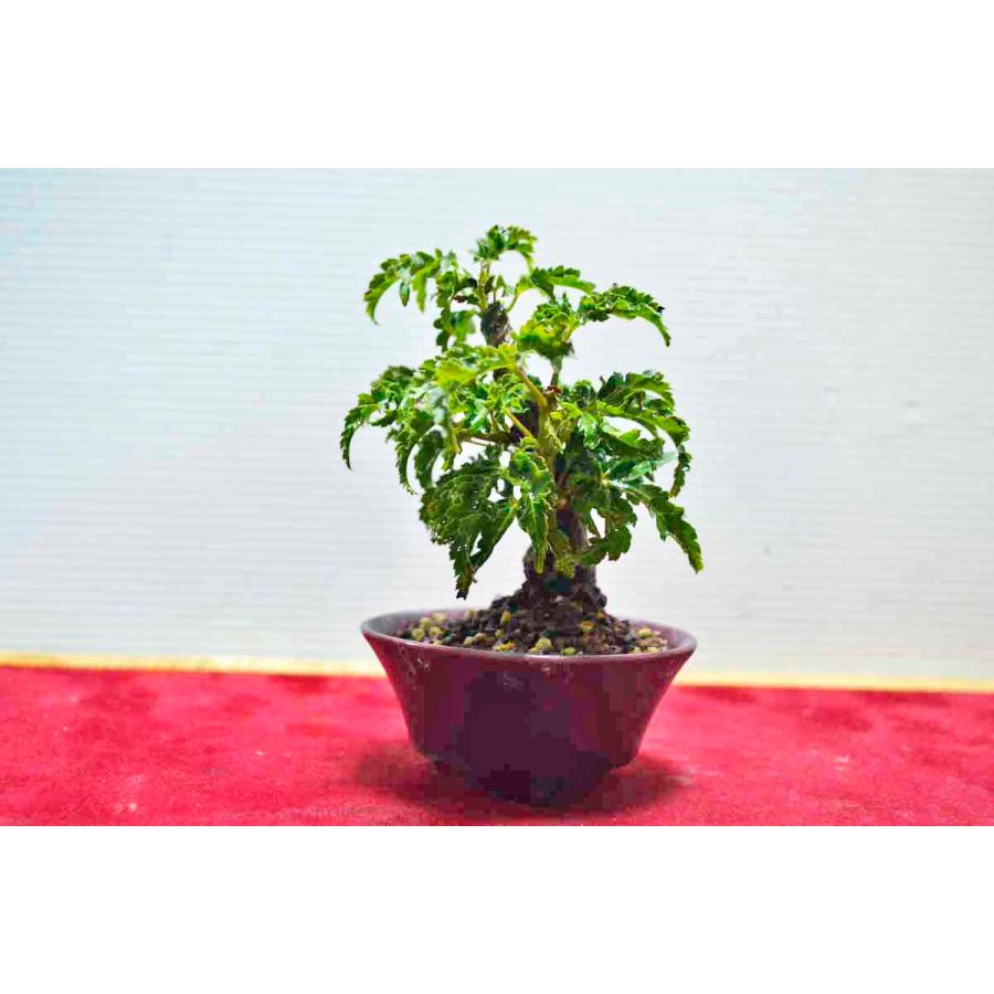 残りわずか 超人気 豆 ミニ盆栽 極上 獅子頭 もみじ盆栽 取り木 シシガシラ モミジ ししがしら 小品 現品 最も優遇 Mobile Scotturb Com