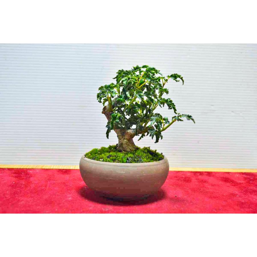 亦盆栽」小品盆栽 超人気 極上 獅子頭もみじシシガシラモミジ キズなし