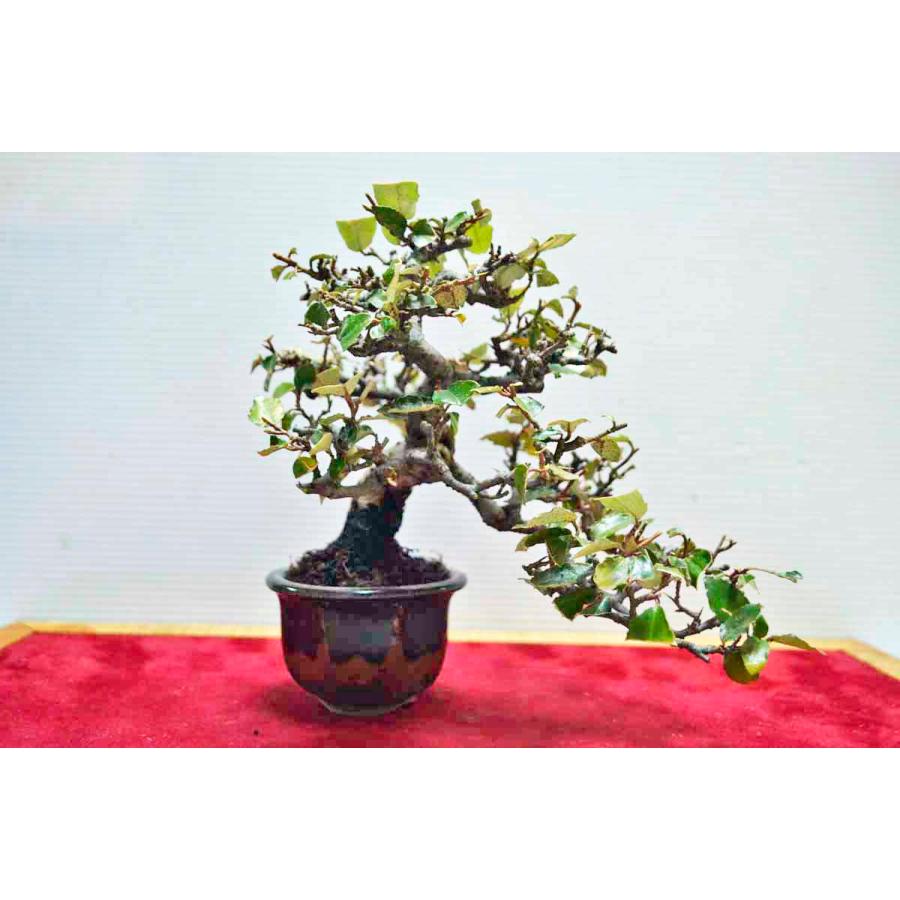 店長お宝 極上素材 寒グミ 盆栽 極太 模様木 小葉 カングミ かんぐみ 実物 現品 0816 手のひら盆栽 もみじの森 通販 Yahoo ショッピング