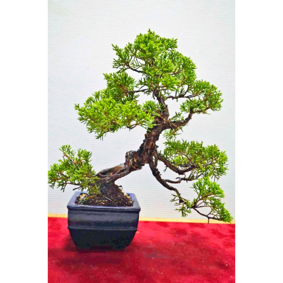 お薦め 極上素材 糸魚川真柏盆栽 模様木 山採り イトイガワシンパク いといがわしんぱく 松柏 現品 0916 手のひら盆栽 もみじの森 通販 Yahoo ショッピング