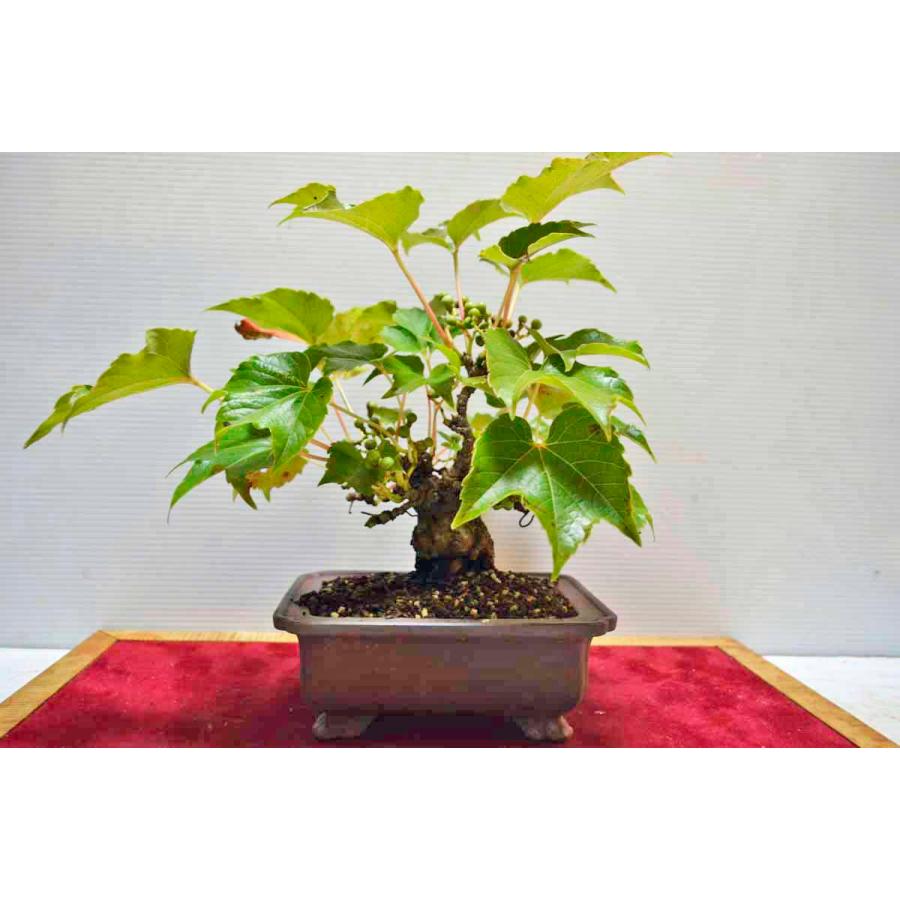 お勧め 極上 ツタ 盆栽 照葉 極太 短幹 ツタ つた 蔦 小品 雑木 現品 0916 0151 手のひら盆栽 もみじの森 通販 Yahoo ショッピング