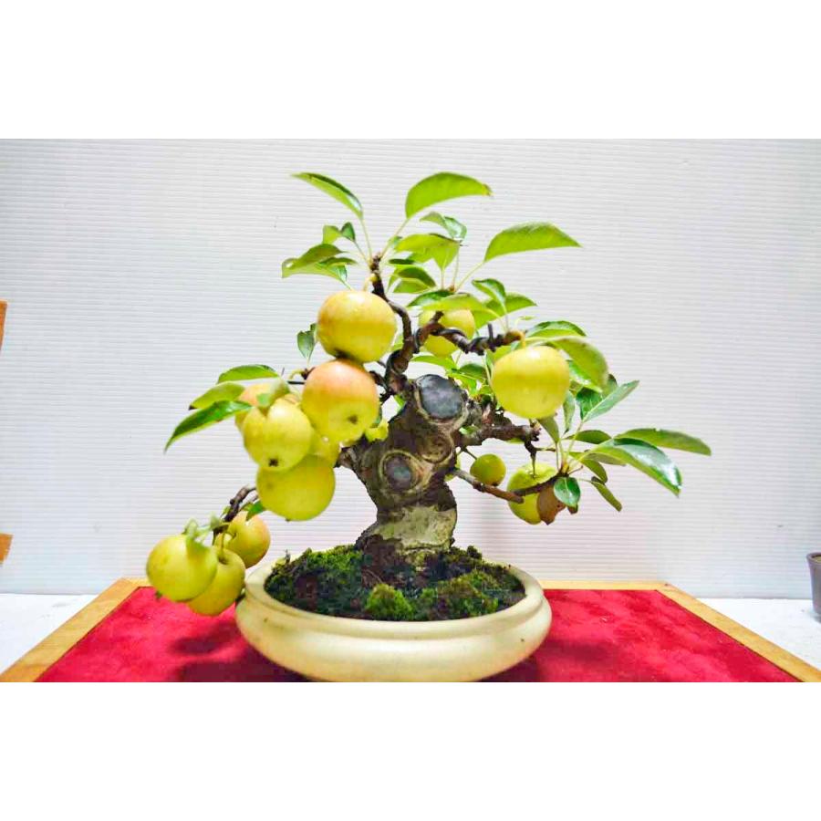 ★★★店長お宝　極上 姫リンゴ 盆栽　★冬茜（ふゆあかね）　極太　短幹　実付（9月）小品盆栽　現品