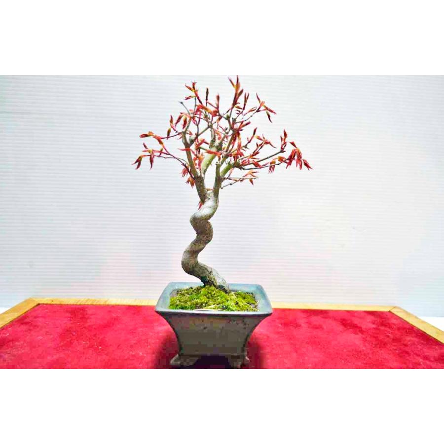 お薦め 極上 山もみじ 盆栽 極上素材 極太 自然体樹形 モミジ 紅葉 中品盆栽 現品 手のひら盆栽 もみじの森 通販 手のひら盆栽 もみじの森 極上高級盆栽鉢 話題の人気鉢 平成の東福寺 福田茂 作 福茂 作 茂 Ellinghamhouse Co Uk