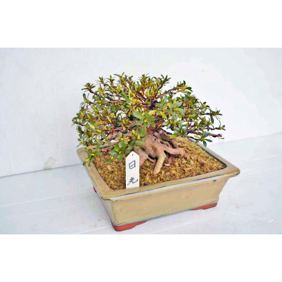 海外【海外極上素材 皐月(さつき)盆栽 特小 極太短幹 ☆品種 盆栽