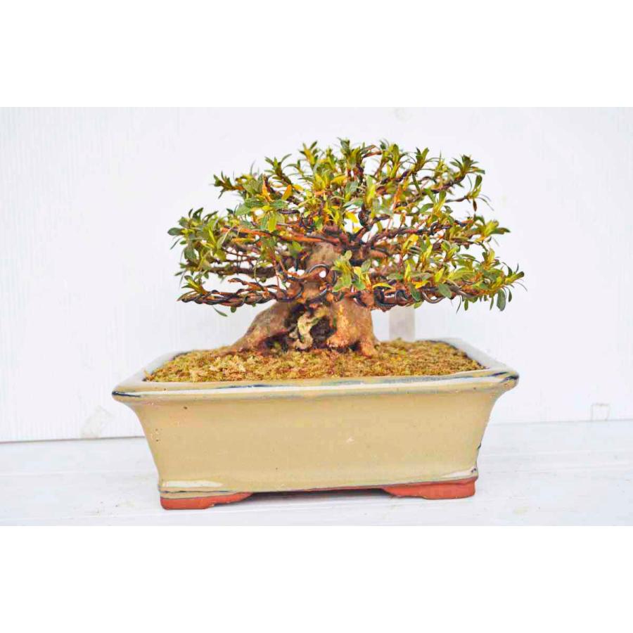 海外【海外極上素材 皐月(さつき)盆栽 特小 極太短幹 ☆品種 盆栽