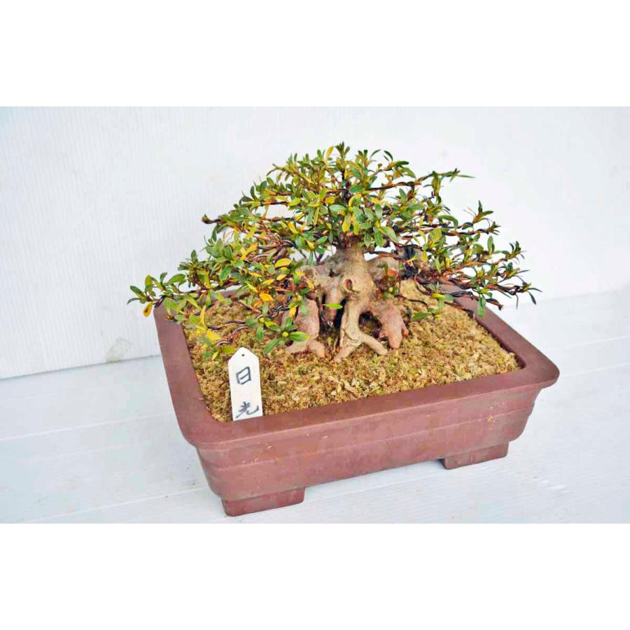 2021年ファッション福袋2021年ファッション福袋極上素材 皐月(さつき