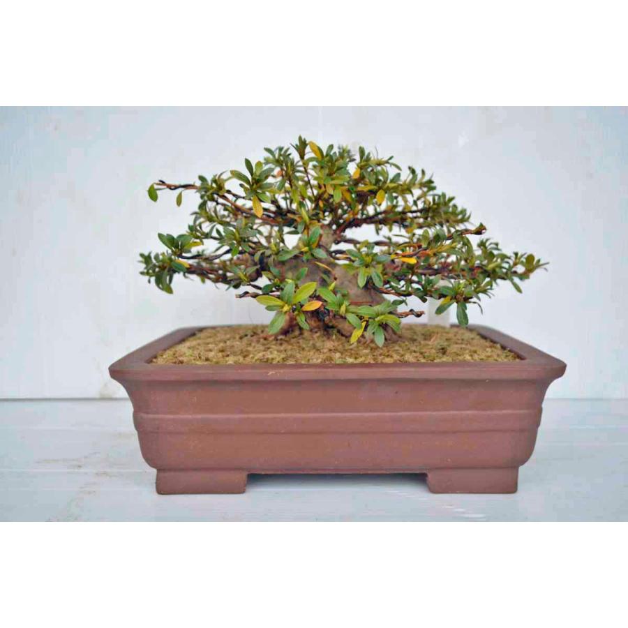 2021年ファッション福袋2021年ファッション福袋極上素材 皐月(さつき