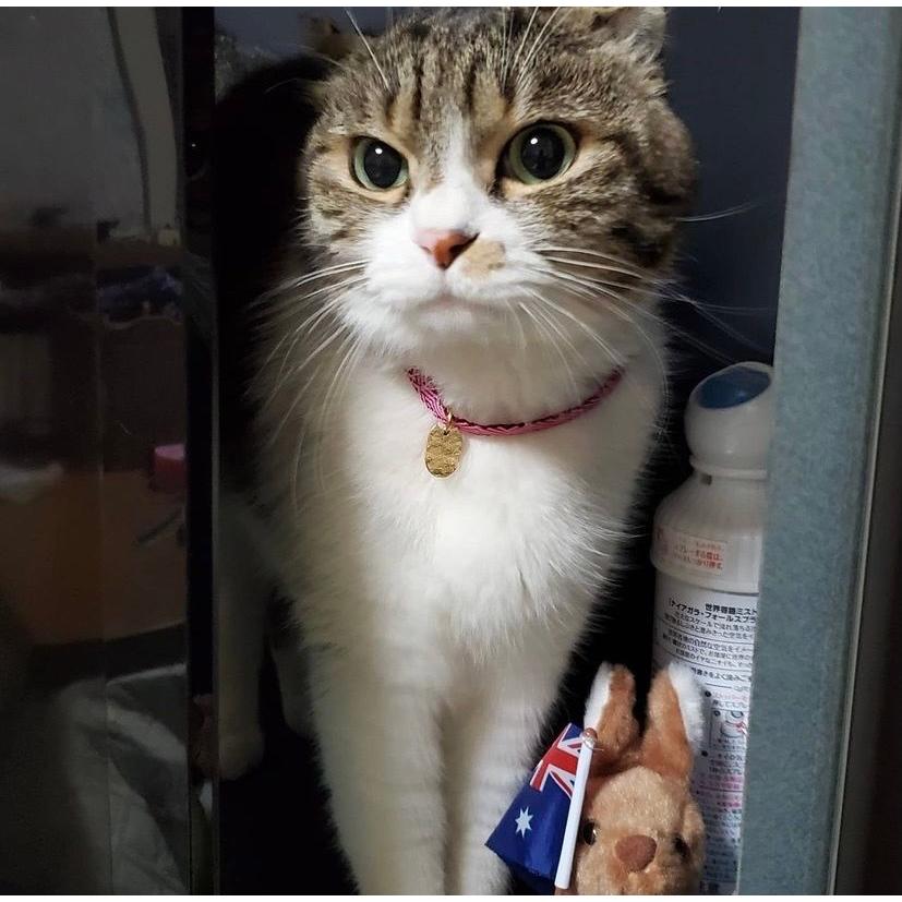 和柄 鬼退治猫首輪（麻の葉・市松・鱗・亀甲・胡蝶） ジャスト