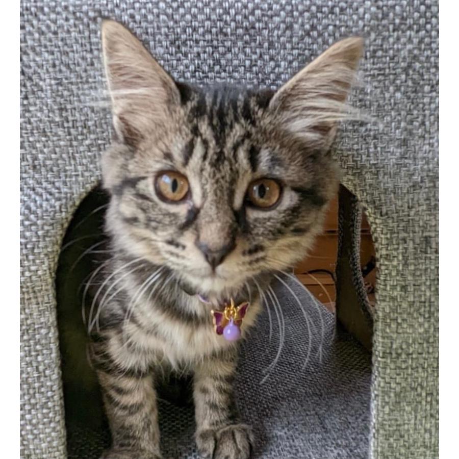 和柄 鬼退治猫首輪（麻の葉・市松・鱗・亀甲・胡蝶） ジャストサイズの