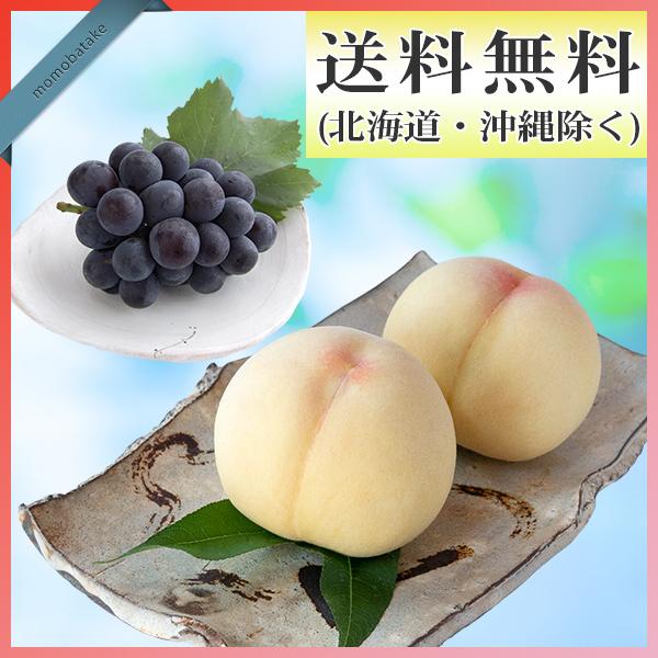 キズM玉　5.0kg+規格外1.0kg パッションフルーツ キズM玉 5.0kg+規格外1.0kg パッションフルーツ キズ多めM玉 5.0