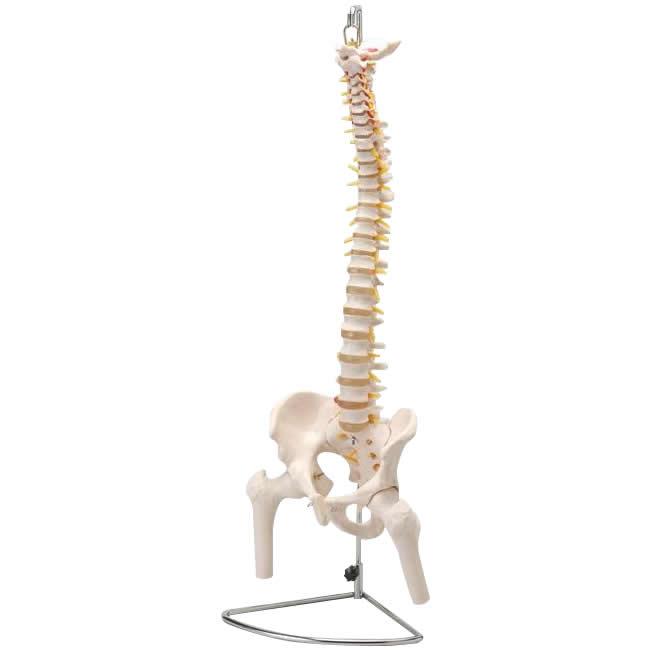 送料無料　人体模型シリーズ　大腿骨付脊髄帯神経整体模型  4990911382905