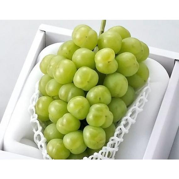 ぶどう 桃太郎ぶどう 【赤秀】 1房(900g)【送料無料※沖縄・北海道・別途￥1500】発送は8月中旬〜（季節商品の為発送時期が5日前後する事がございます。）