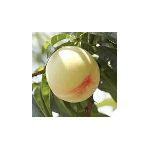 ★予約販売★産直品 岡山白桃「水蜜桃・白鳳種」 【ロイヤル】 9〜12個 約2.7kg 糖度12度以上【送料無料但し※別途北海道・沖縄￥1500】