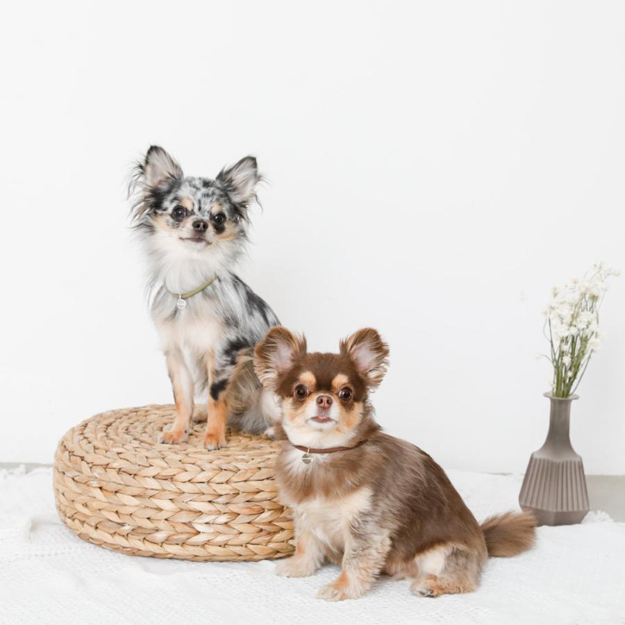 moncheri（モンシェリ） 犬 アクセサリー チョーカー 首輪 首飾り 
