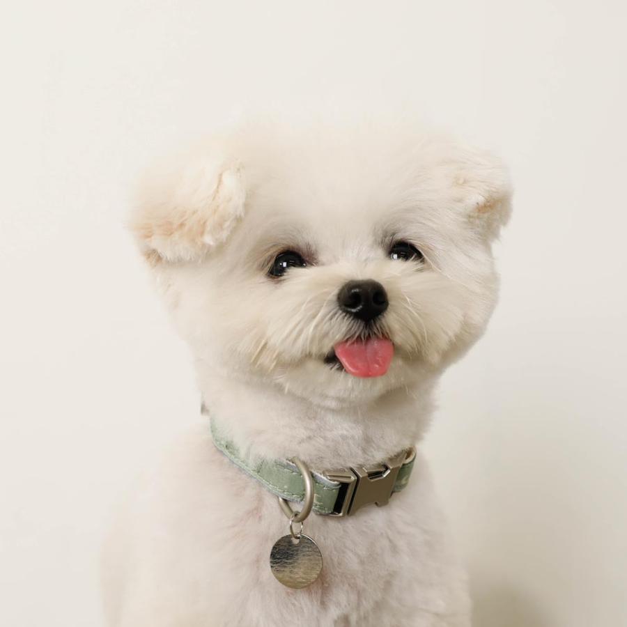 Ricci　完売品　モンクレール 首輪 トリコロール キャンバス 犬用 moncheri（モンシェリ） 犬 首輪 カラー ペット用 かわいい おしゃれ