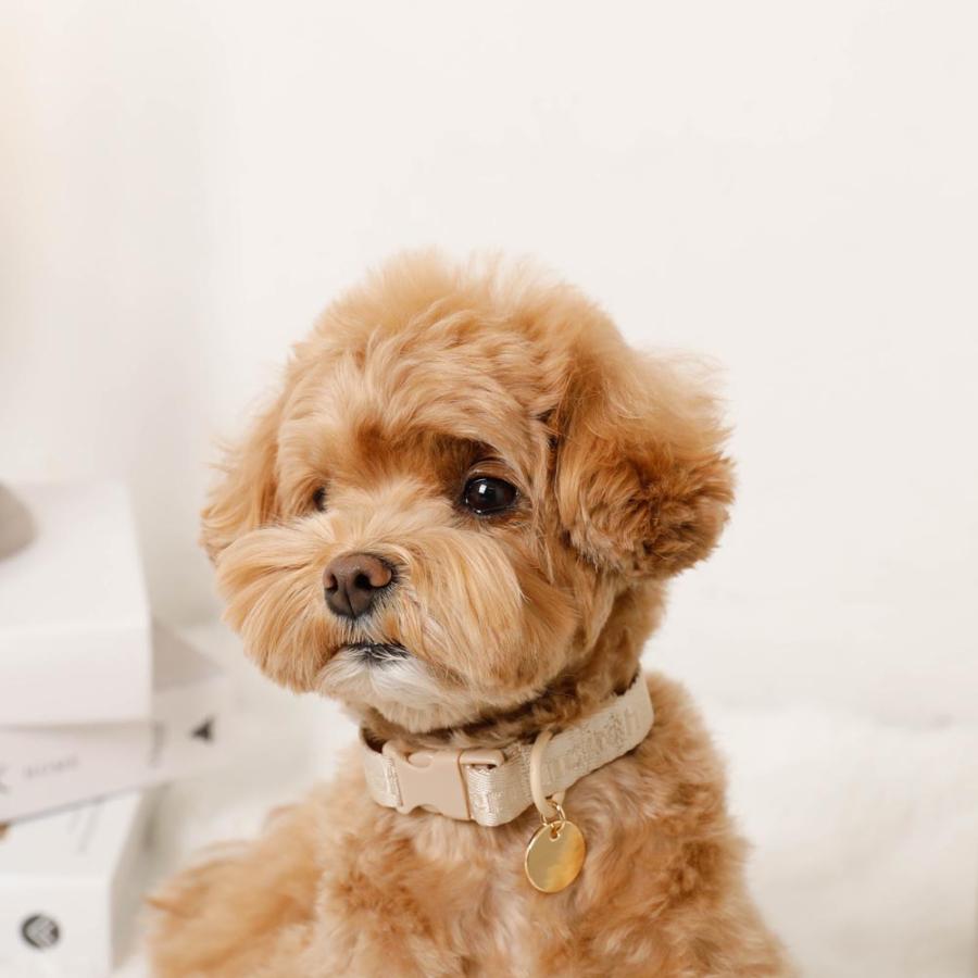 moncheri（モンシェリ） 犬 首輪 かわいい おしゃれ 人気 ブランド