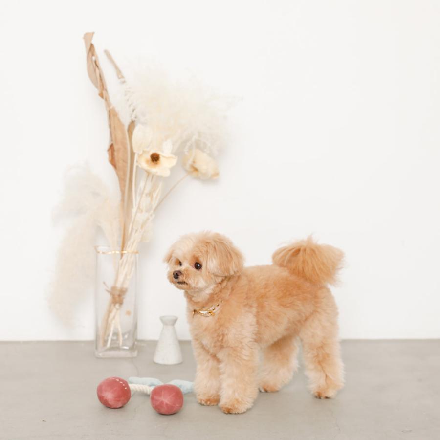 moncheri（モンシェリ） 犬 おもちゃ 玩具 噛む ペットトイ ロープ
