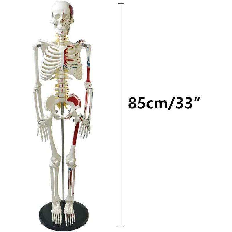 人体模型、人体骨格模型、骨格モデル、解剖学のための人骨モデル、金属ブラケット付きの解剖学的骨モデル、高さ85 cmの可動式の腕と脚、組み立て｜monistore｜03