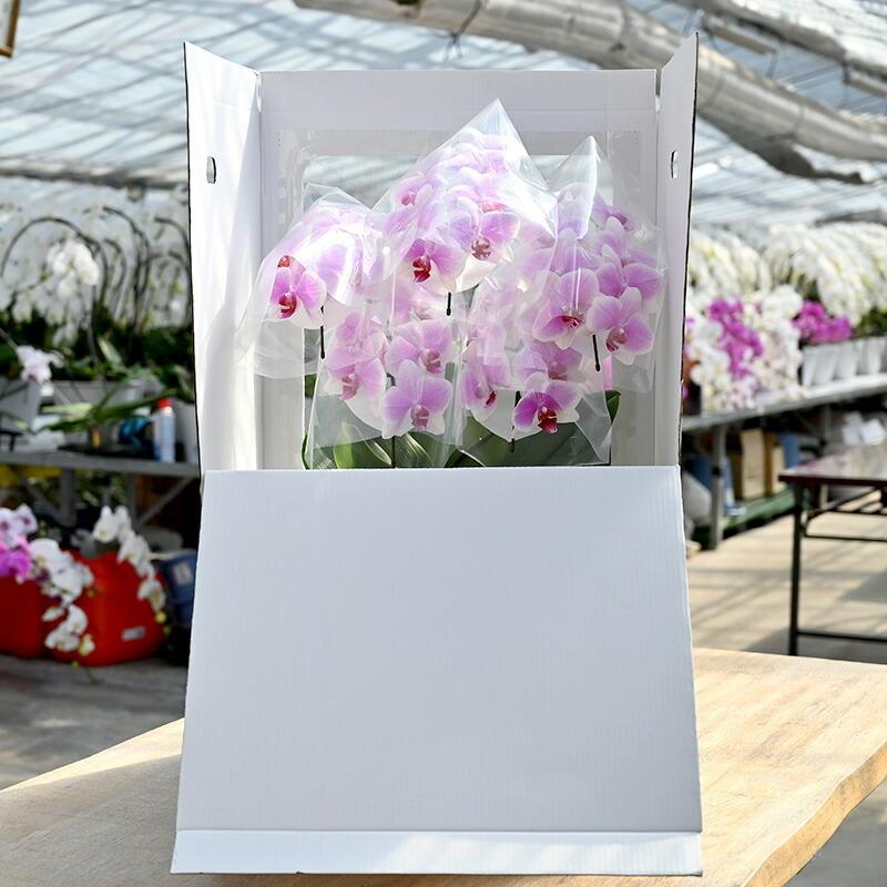 胡蝶蘭 ヴィーナス(5本立ち) ｜ 花 鉢植え 蘭 らん ラン コチョウラン