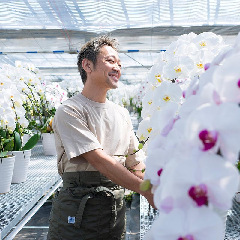 胡蝶蘭 白(3本立ち) ｜ 花 鉢植え 蘭 らん ラン コチョウラン ギフト プレゼント お祝い お中元 父の日 開店祝い 開院祝い 栃木県産 国産｜monmiya｜02