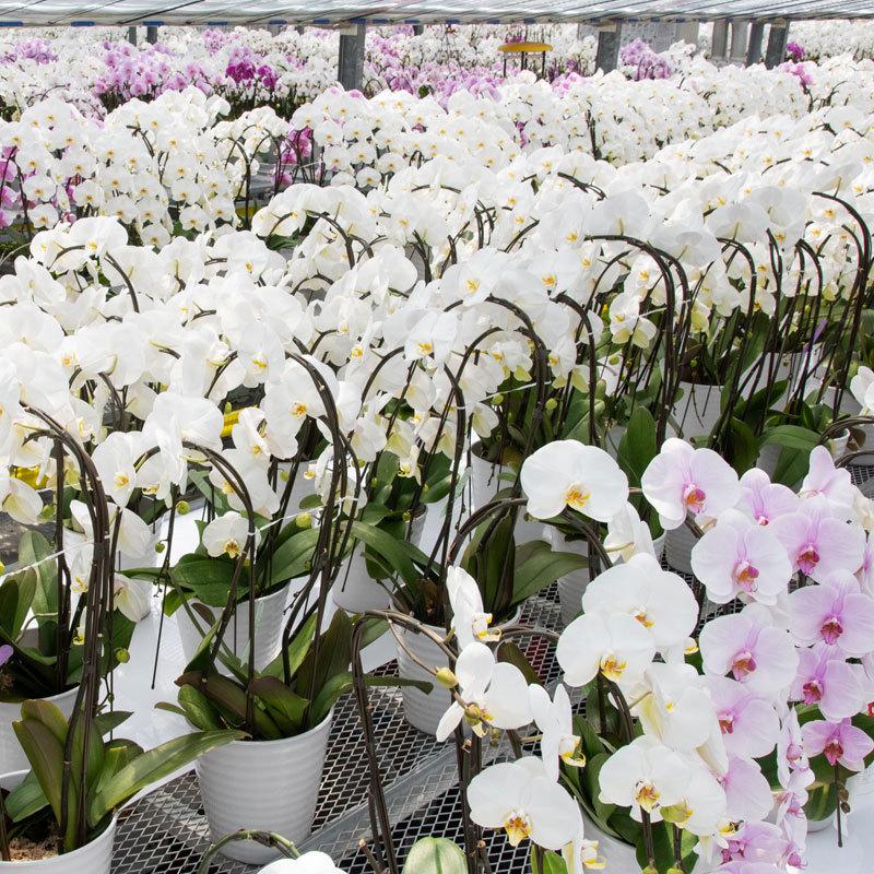 胡蝶蘭 白(3本立ち) | 花 鉢植え 蘭 らん ラン コチョウラン 胡蝶蘭 白(3本立ち) | 花 鉢植え 蘭 らん ラン コチョウラン