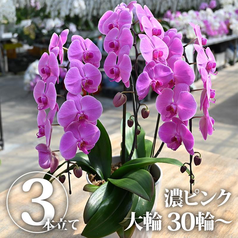 胡蝶蘭 ピンク 3本立ち 花 鉢植え 蘭 らん ラン コチョウラン ギフト プレゼント お祝い お中元 父の日 開店祝い 開院祝い 栃木県産 国産 1186 もんみや通販 通販 Yahoo ショッピング