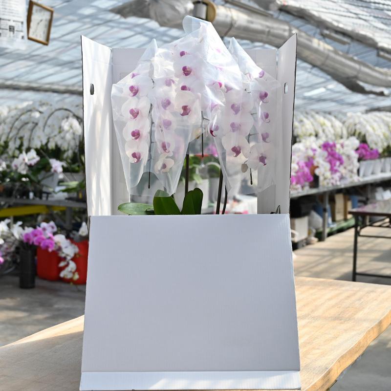 胡蝶蘭 白赤(3本立ち) ｜ 花 鉢植え 蘭 らん ラン コチョウラン ギフト