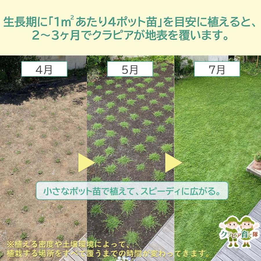 クラピアK7 ポット苗 40個セット 送料無料 苗 花木 ポット苗 / 1215