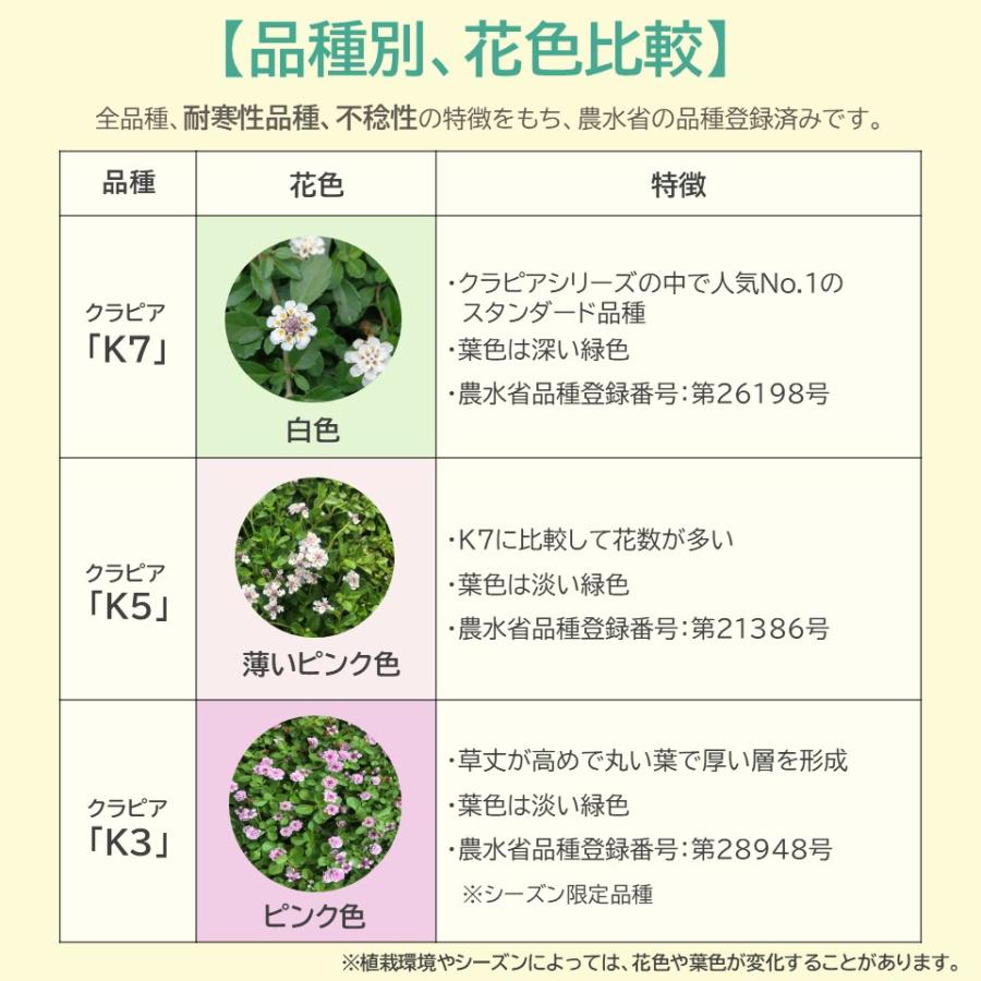 クラピアK7 ポット苗 40個セット 送料無料 苗 花木 ポット苗 / 1215