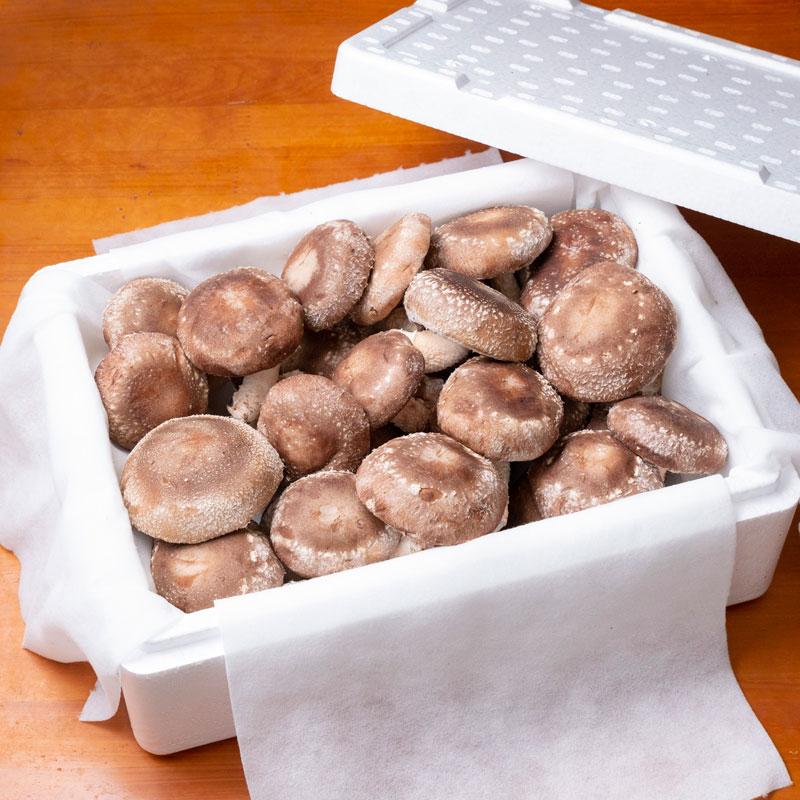 原木生しいたけ さまざまな味わい方が出来る 椎茸 シイタケ 野菜