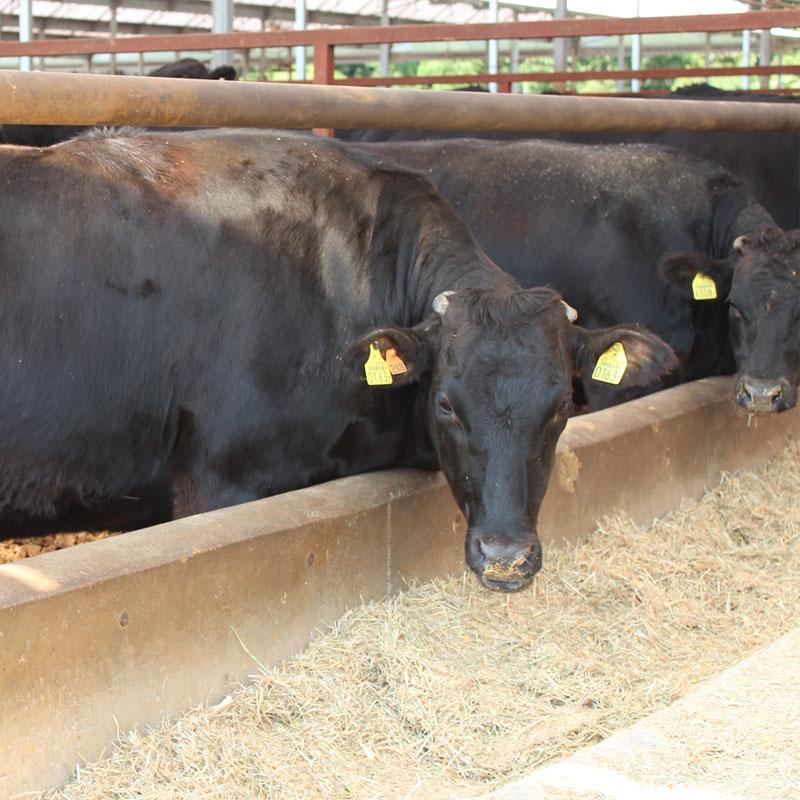 【送料無料】那須野ヶ原牛切り落とし＆自家製ハンバーグ 肉 牛肉 和牛入りハンバーグ ビーフ 和牛 詰め合わせ セット 1200-50001009