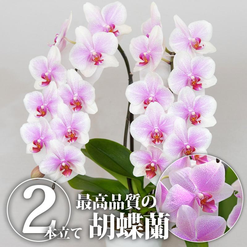 胡蝶蘭 ヴィーナス(2本立ち) ｜ 花 鉢植え 蘭 らん ラン コチョウラン