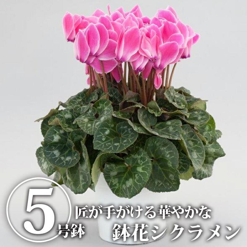 送料無料 クーポン利用で30 Off シクラメン5号鉢 鉢植え 鉢花 花 華 はな 季節の花 イッセイ花園 国産 栃木県産 Tsm 2140 もんみや通販 通販 Yahoo ショッピング
