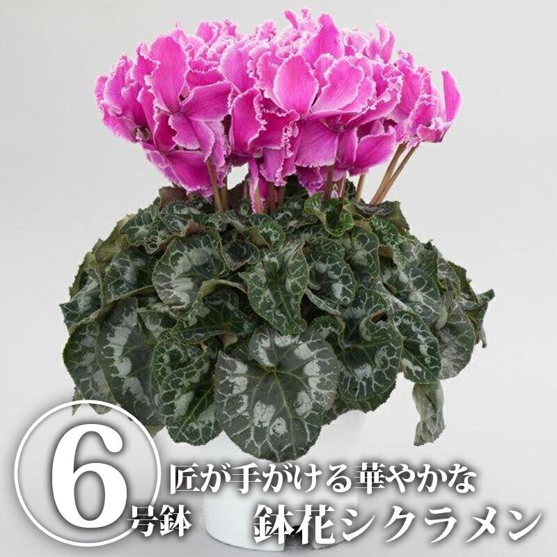 送料無料 クーポン利用で30 Off シクラメン6号鉢 鉢植え 鉢花 花 華 はな 季節の花 イッセイ花園 国産 栃木県産 Tsm 2140 もんみや通販 通販 Yahoo ショッピング