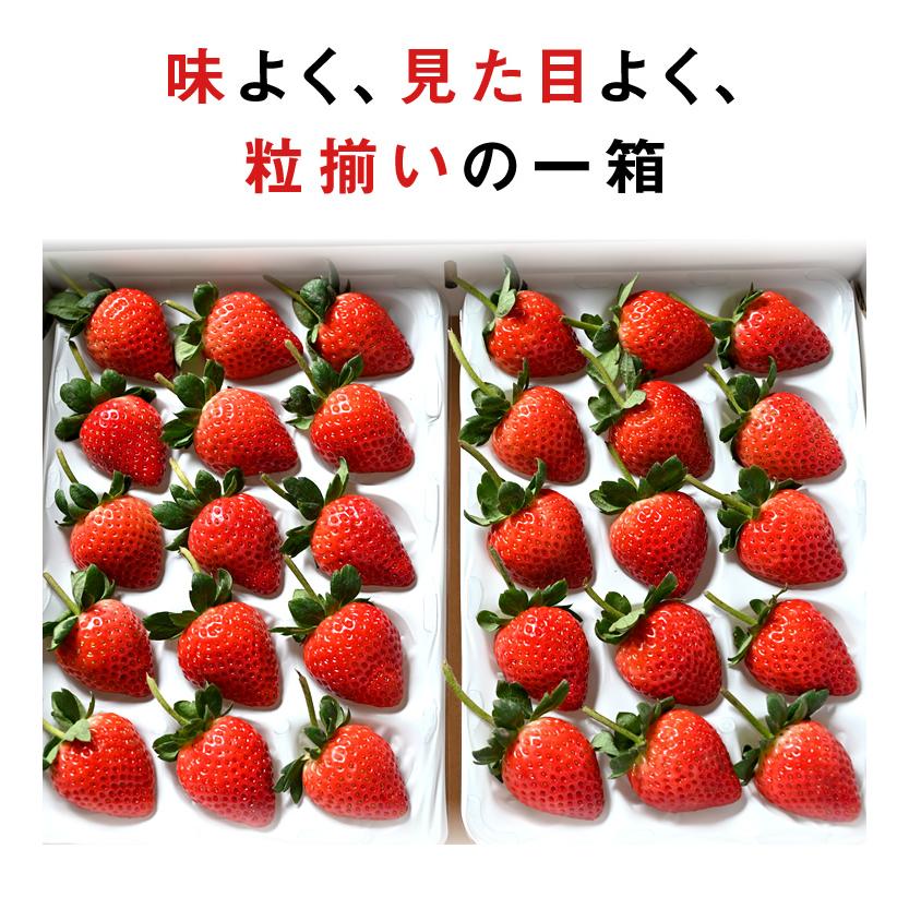 いちご 苺 とちあいか　ホール詰め 700g x 1箱 (贈答用)　／栃木県産 Tちゃん いちご 苺 イチゴ 送料無料 農家 直送 【BK】1104-70005606｜monmiya｜08