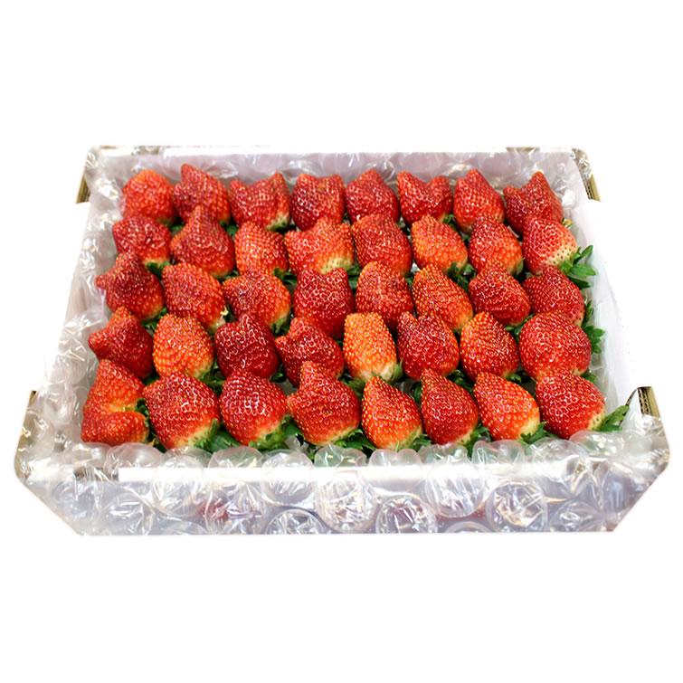 いちご 苺 イチゴ とちあいか ぎっしり詰め1.2kg x 1箱 /T いちご 苺 イチゴ とちあいか ぎっしり詰め1.2kg x 1箱 /T