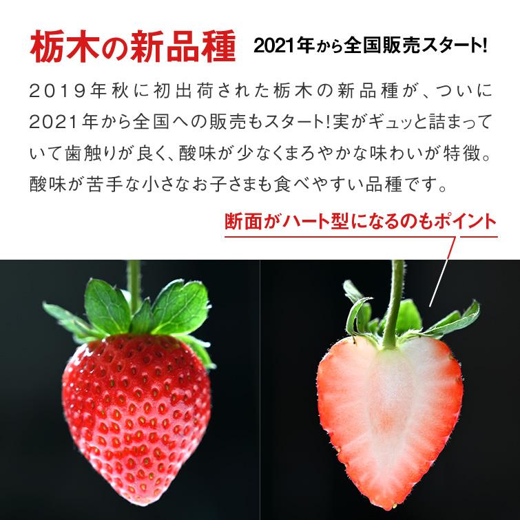 いちご 苺 イチゴ とちあいか ぎっしり詰め1.2kg x 1箱 /T いちご 苺 イチゴ とちあいか ぎっしり詰め1.2kg x 1箱 /T