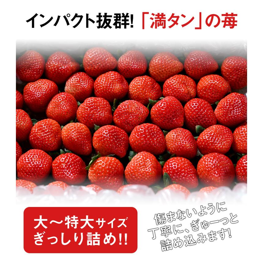 いちご 苺 イチゴ とちあいか ぎっしり詰め1.2kg x 1箱 /T いちご 苺 イチゴ とちあいか ぎっしり詰め1.2kg x 1箱 /T