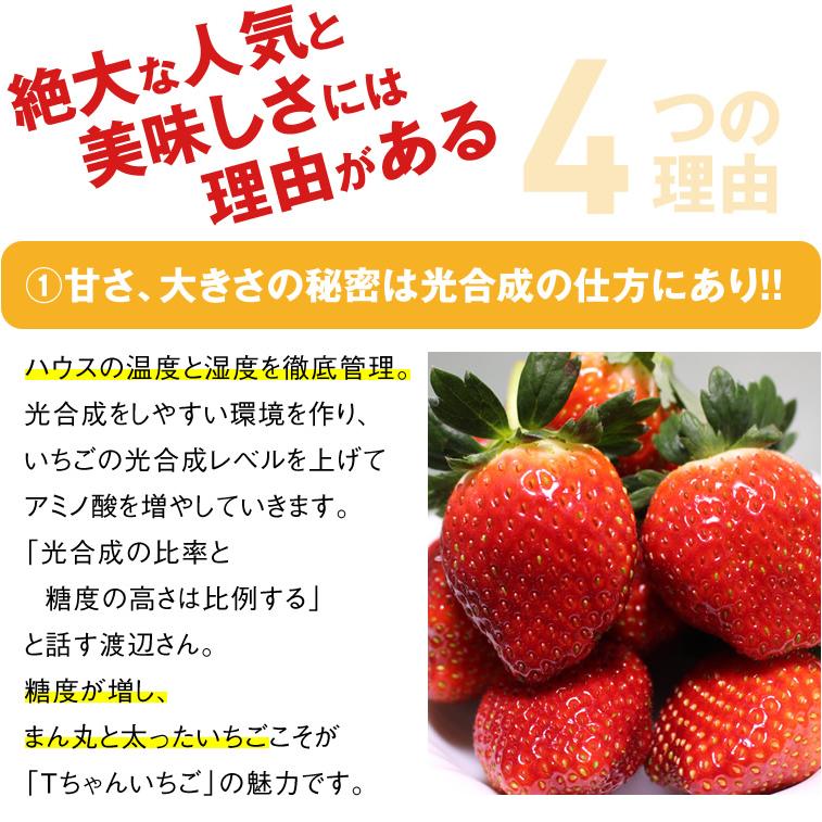 いちご 苺 イチゴ とちあいか ぎっしり詰め1.2kg x 1箱 /T いちご 苺 イチゴ とちあいか ぎっしり詰め1.2kg x 1箱 /T