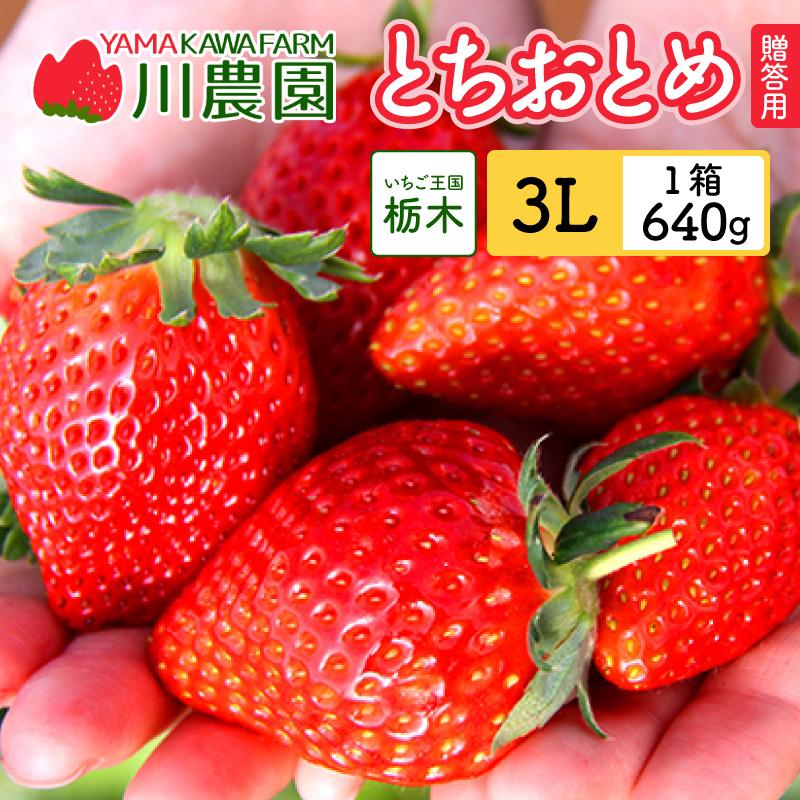 とちおとめ 3L 贈答用 (320g×2パック) ／栃木県産 山川農園 いちご 苺