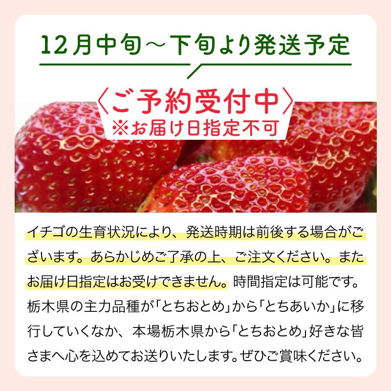 とちおとめ 3L 贈答用 (320g×2パック) ／栃木県産 山川農園 いちご 苺