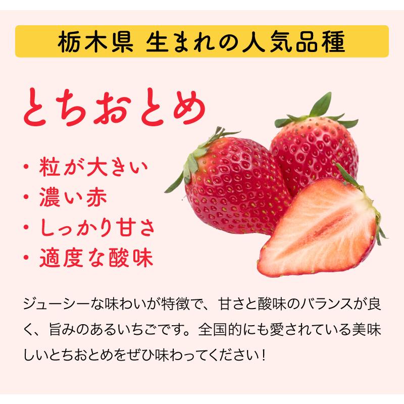 とちおとめ 3L 贈答用 (320g×2パック) ／栃木県産 山川農園 いちご 苺