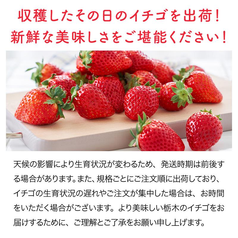 とちおとめ 3L 贈答用 (320g×2パック) ／栃木県産 山川農園 いちご 苺