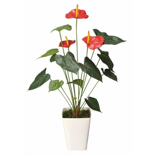 珍しい 観葉植物 フェイクグリーン アンスリューム 高さ72cm 日本製 光触媒 消臭 抗菌 ホルムアルデヒド対策 光の楽園 リビング 代引不可 Ds Monoallu Yahoo 店 通販 Yahoo ショッピング 絶対一番安い Www Maxipiso Com Ar